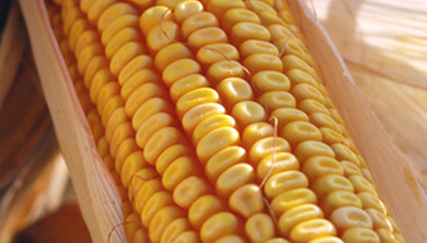 how-to-dry-corn-on-the-cob-for-the-next-year-s-seeds-garden-guides