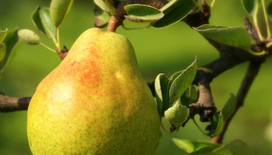 How to Care for an Ayers Pear Tree Garden Guides
