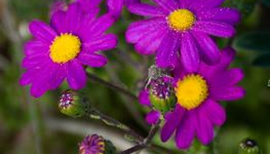 La mayoría de plantas que ves son angiospermas.