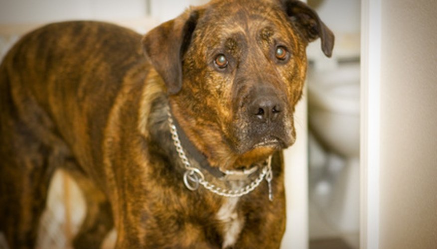 Photo Credit: dog image by Mat Hayward from <a href='http://www.fotolia.com'>Fotolia.com</a> Mixed-breed dogs often avoid the genetic problems of purebreds.