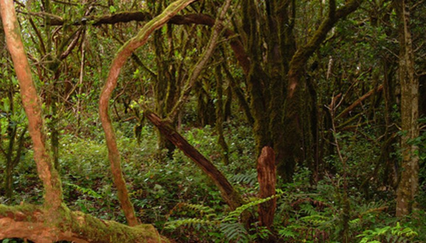 La conservación y la preservación de un ecosistema son importantes.