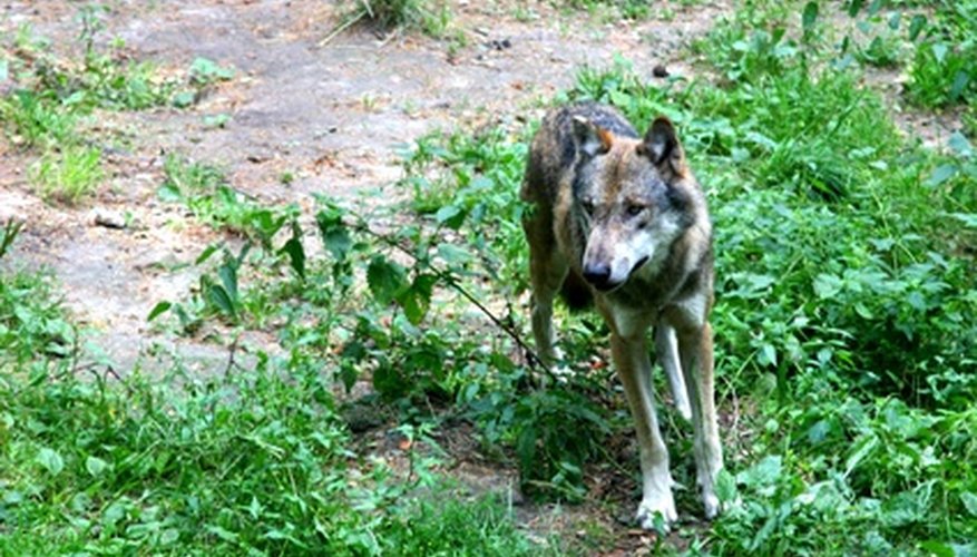 Un lobo es un ejemplo de consumidor secundario.