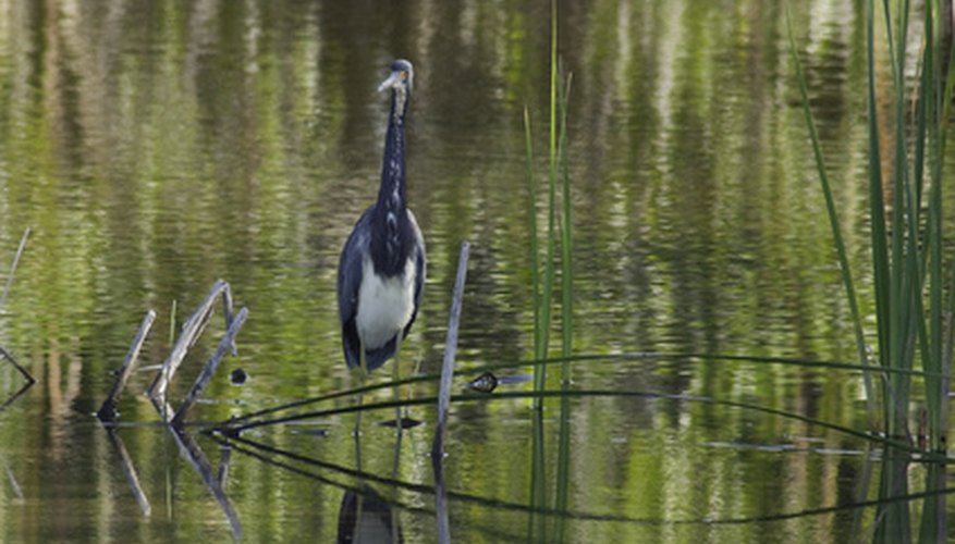 Great blue herons have complex courtship displays. Great blue herons have complex courtship displays.