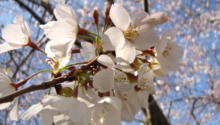 How to Identify a White Flowering Tree | Garden Guides