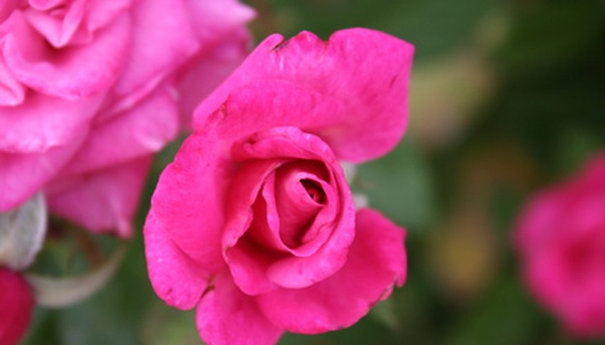 How to Plant Roses in Oklahoma | Garden Guides