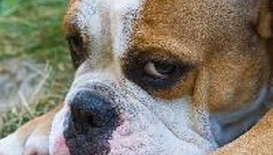 Photo Credit: Portrait of an english bulldog, with a sad look. image by Gabriela from <a href='http://www.fotolia.com'>Fotolia.com</a> Skin problems are common, especially in a bulldog's wrinkles.
