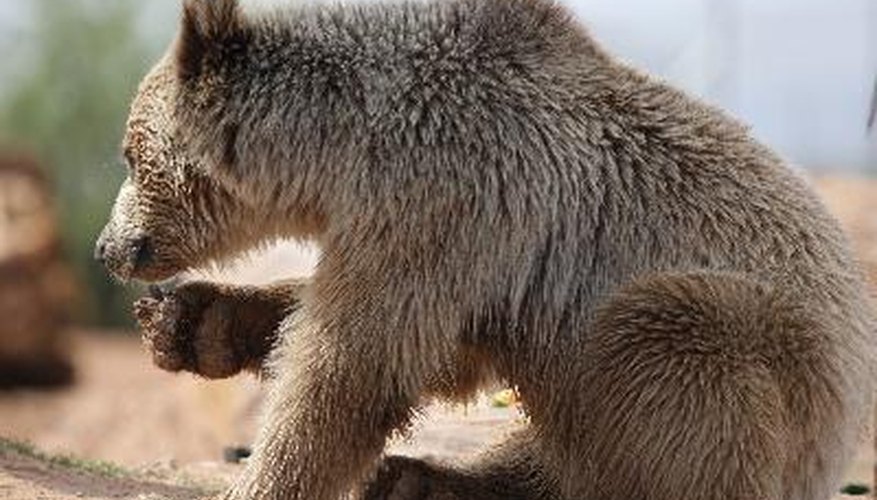 En los bosques coníferos hay varias especies en extinción debido a los leñadores y caza indiscriminada.