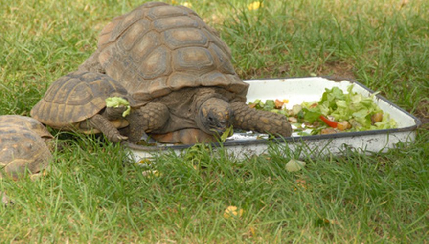 Lawn Fertilizer and Sulcata Tortoises | Garden Guides