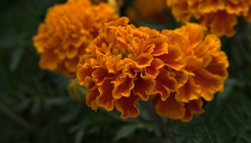 Information About Marigold Flowers | Garden Guides