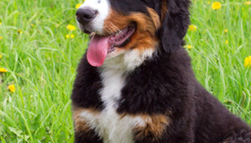 Photo Credit: puppy bernese mountain dog image by Indigo Fish from <a href='http://www.fotolia.com'>Fotolia.com</a> A Bernese Mountain Dog puppy is happy outdoors, where he can play, explore and run off energy.