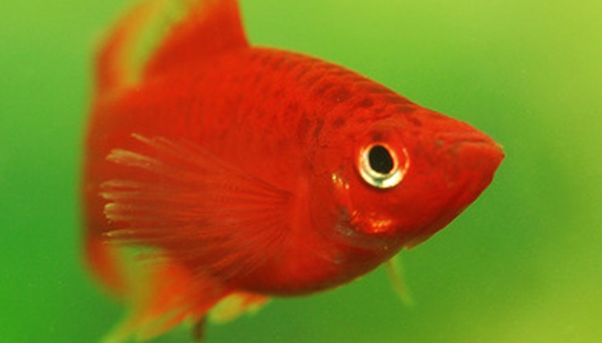 Photo Credit: Aquarium fish-Xiphophorus helleri image by SPLAV from <a href='http://www.fotolia.com'>Fotolia.com</a> Goldfish are members of the minnow family.
