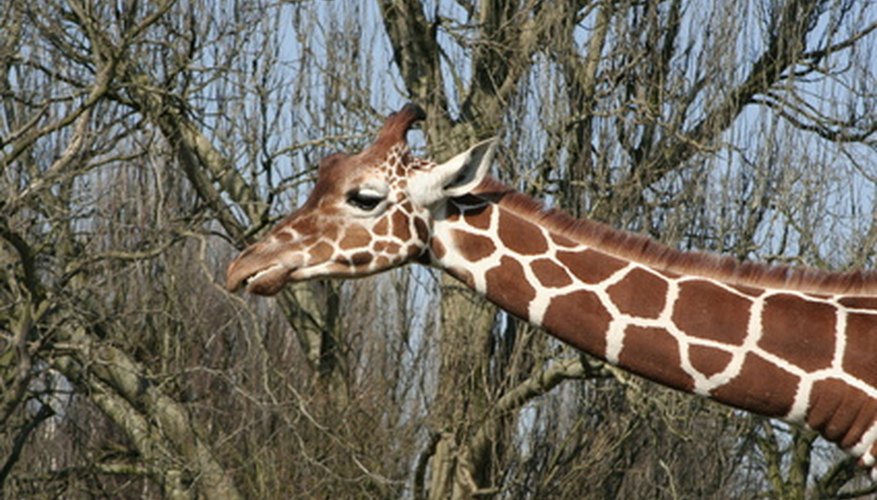 What Type of Animals Eat Plants? Sciencing