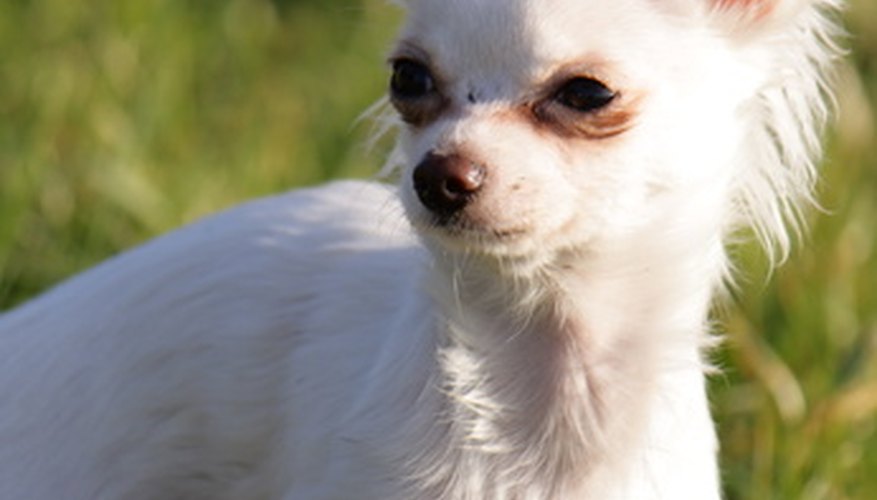 Photo Credit: Chihuahua Wiese 3 image by Denny Becker from <a href='http://www.fotolia.com'>Fotolia.com</a> Fine-coated breeds, such as the Chihuahua, can be easy to brush.