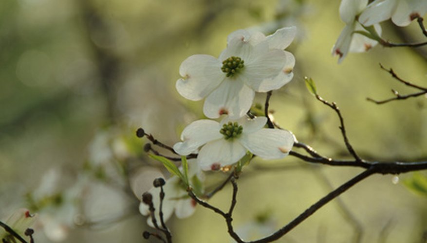 Common Flowering Trees in Virginia | Garden Guides