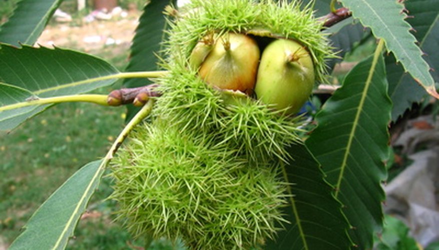 How to Identify American Chestnut Trees | Garden Guides