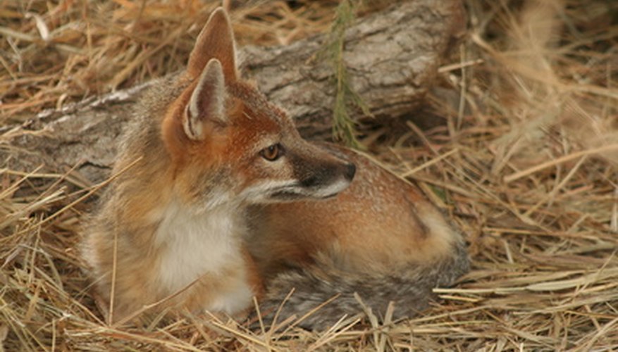 How to Taxidermy a Fox