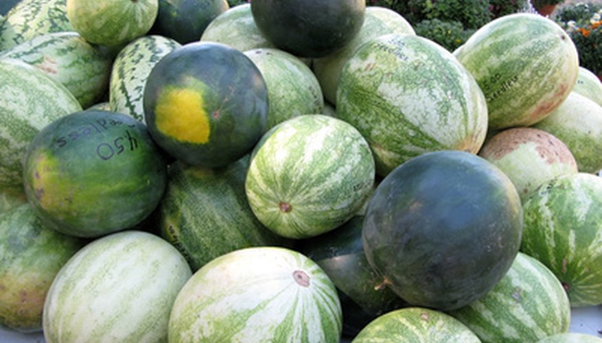 How to Grow Watermelon on a Trellis | Garden Guides