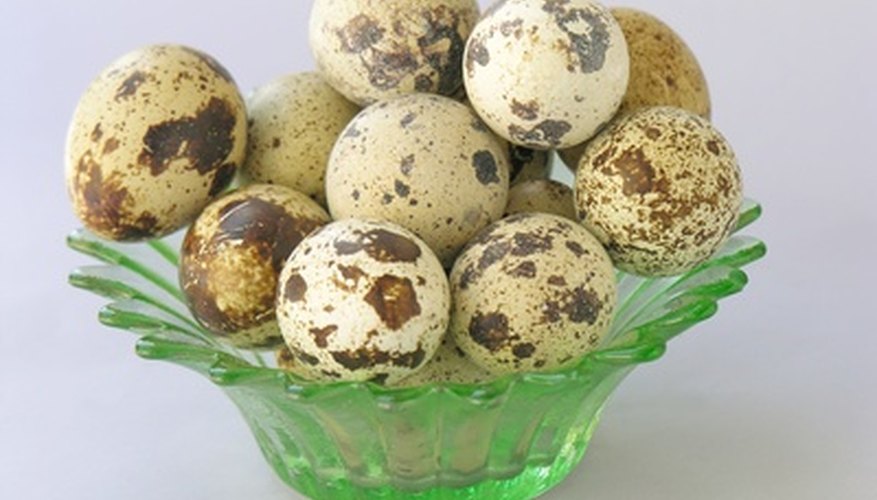 bobwhite quail eggs