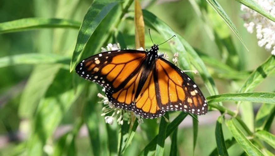 What Plants in Florida Attract Butterflies? Garden Guides