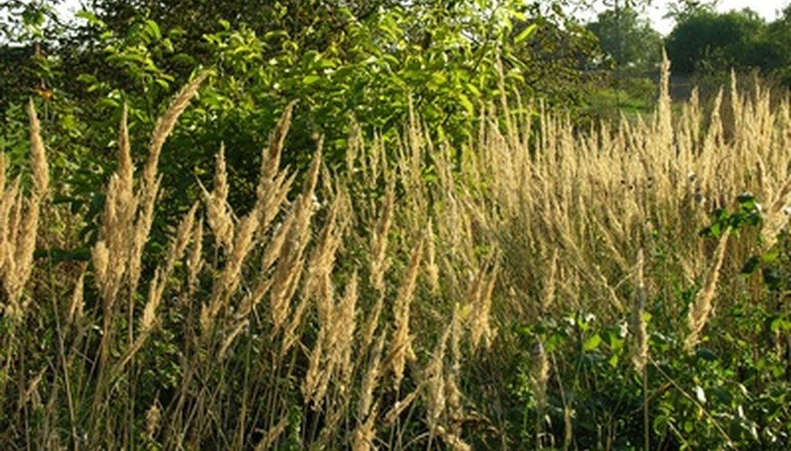 Check uncultivated areas Check uncultivated areas