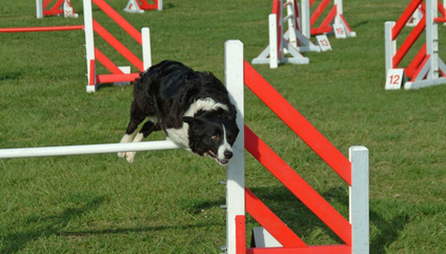 Photo Credit: cute dog jumping in competition show image by JoLin from <a href='http://www.fotolia.com'>Fotolia.com</a> Border collies are excellent athletes, but they get bored easily when left alone.