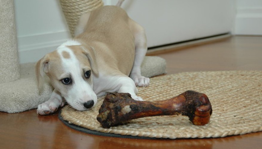 Photo Credit: puppy with first bone 1 image by Susan Rae Tannenbaum from <a href='http://www.fotolia.com'>Fotolia.com</a> Puppies experience something new every day.