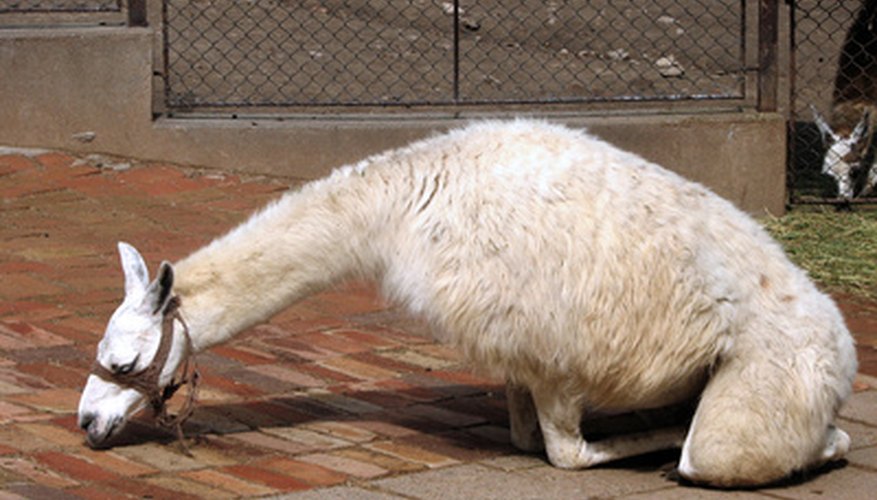 Transfórmate a ti mismo o a tu hijo en una llama con este ingenioso disfraz.