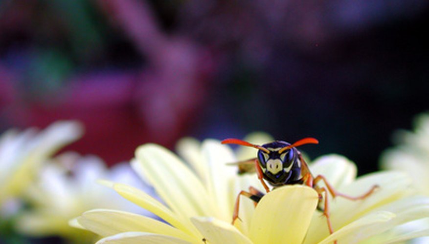 Yellow jackets are wasps that may nest in attics or inside walls. Yellow jackets are wasps that may nest in attics or inside walls.