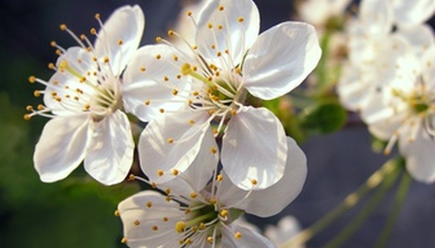 Newport Flowering Plum Information | Garden Guides