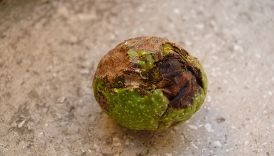 walnut shell green