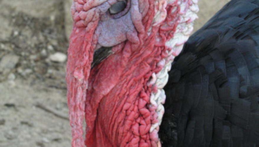 Diferencia el género de los pavos.