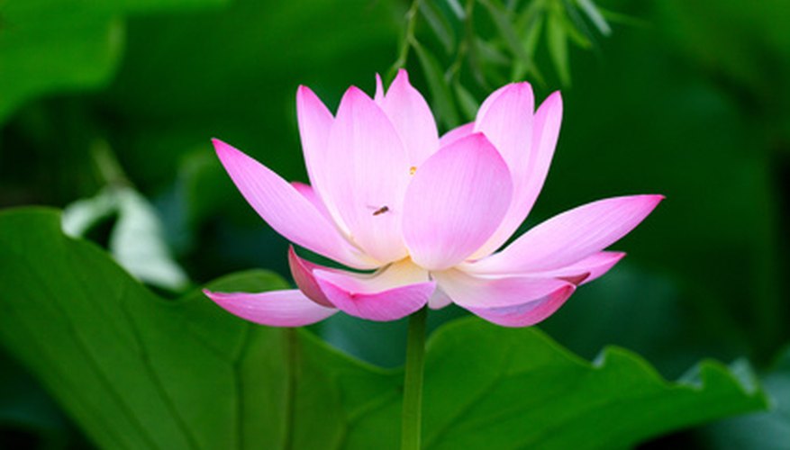 Thai Flower Thai Flower