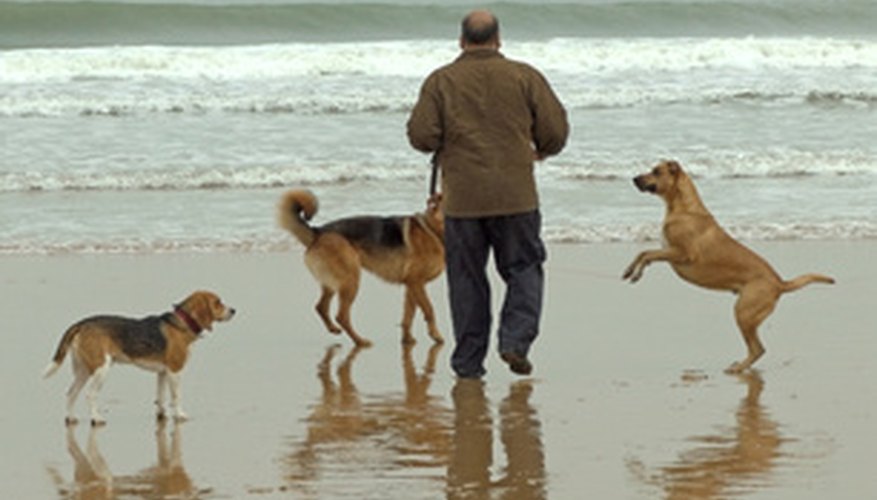 Adaptar a un perro a su nuevo hogar no es una tarea difícil.