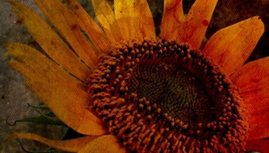 how-to-dry-sunflowers-for-floral-arrangements-garden-guides