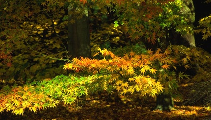 Trees for Partial Shade Garden Guides