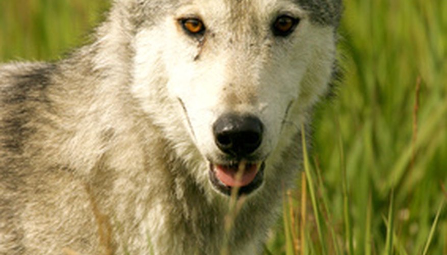 Los ojos de un lobo se encuentran en la parte frontal para ver mejor a sus presas.
