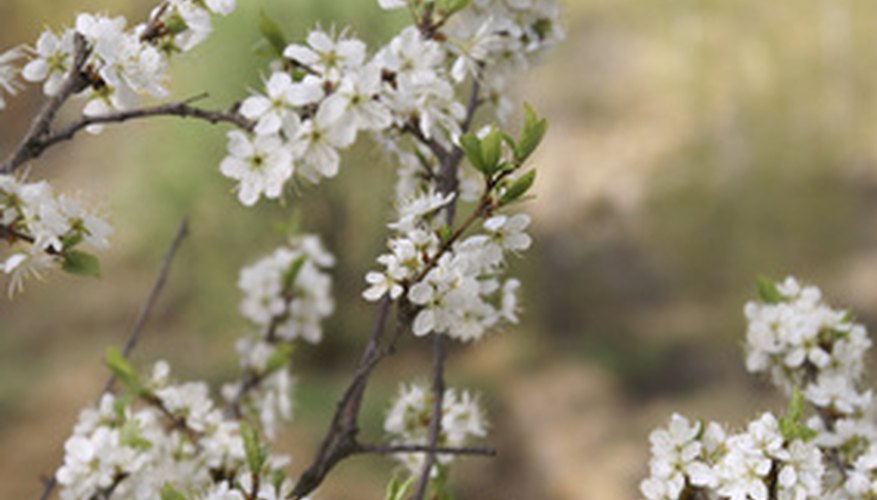 How to Prune a Flowering Almond Bush Garden Guides