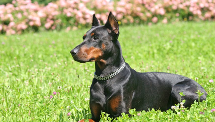 Photo Credit: Doberman image by Stana from <a href='http://www.fotolia.com'>Fotolia.com</a> Despite its fierce guard dog reputation, the Doberman is a great family dog.
