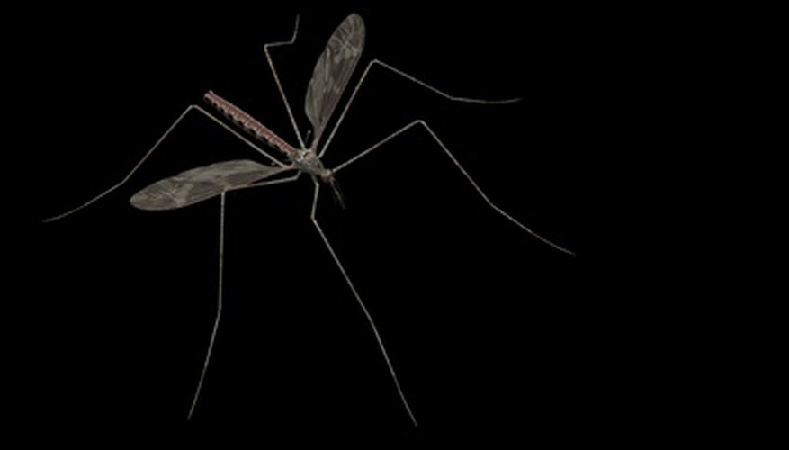 Las picaduras de mosquito pueden transmitir encefalitis y malaria.