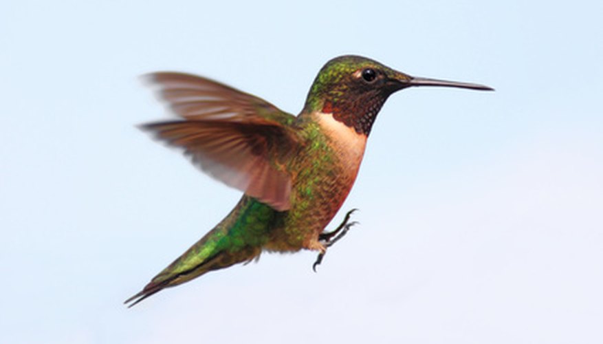 Native Illinois Plants That Attract Hummingbirds | Garden ...