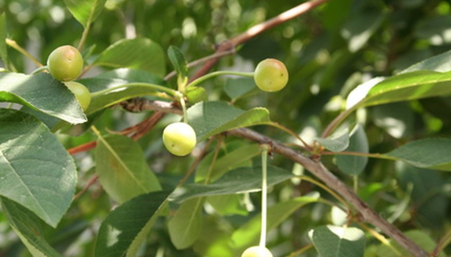 how-to-identify-fruit-trees-by-leaf-garden-guides