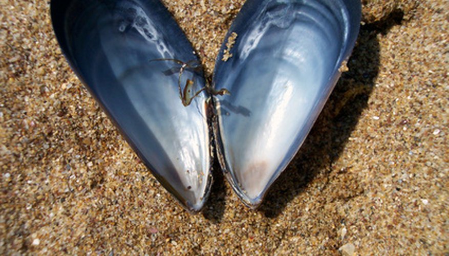 Photo Credit: open mussel shell image by timur1970 from <a href='http://www.fotolia.com'>Fotolia.com</a> Mussels have a long shell.