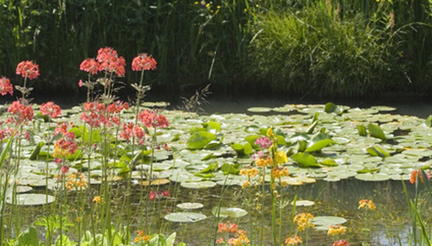 Names of Plants That Live by Ponds | Garden Guides