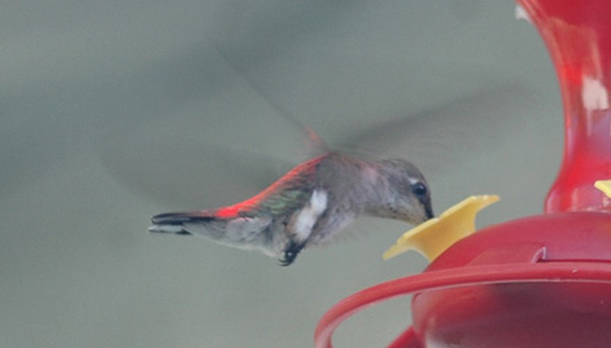 Los colibrís abeja son sólo una de las 300 especies de colibrís.