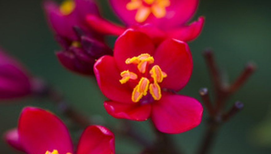 A List of the Names of Red Flowers in California | Garden Guides