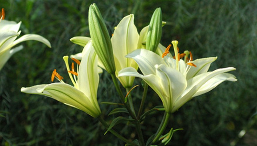 The Meaning of White Asiatic Lilies | Garden Guides