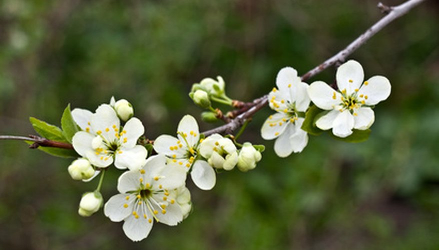 Early Spring Blooming Trees | Garden Guides