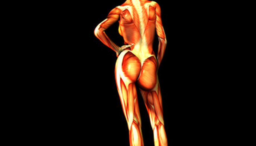 Diagrama del sistema muscular.