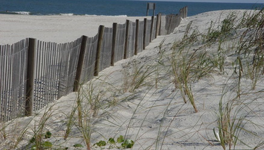 Planting native dune grasses later in the season helps stabilize the dunes that form near the sand fence. Planting native dune grasses later in the season helps stabilize the dunes that form near the sand fence.