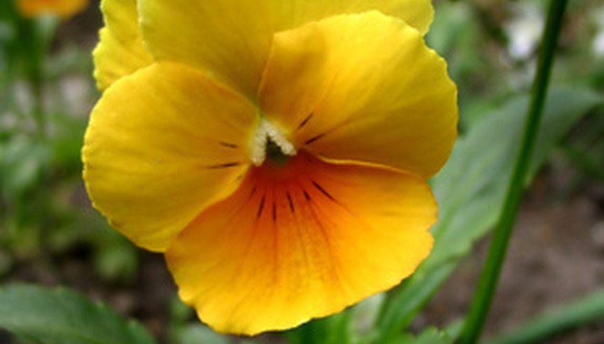 texas winter landscape plants